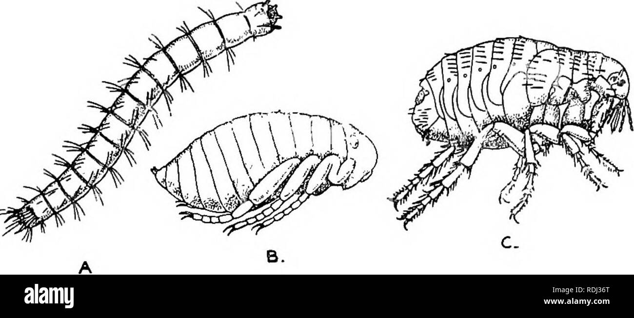 . A manual of elementary zoology . Zoology. INSECTS 293 8. Lepidoptera.—Jaws for sucking, formed by the maxillae only. Four wings alike and covered with scales, as is also the body. Metamorphosis complete. Butterflies and. Fig. 200.—The Common Flea (Pulex irritans). A, Larva ; B, pupa; C, adult. Moths. Butterflies are the members of one of a number of groups into which Lepidoptera may be divided. They have knobbed antennae (rare among moths), no frenulum (a bristle on the hind wing of most moths, which links it. Please note that these images are extracted from scanned page images that may have Stock Photo