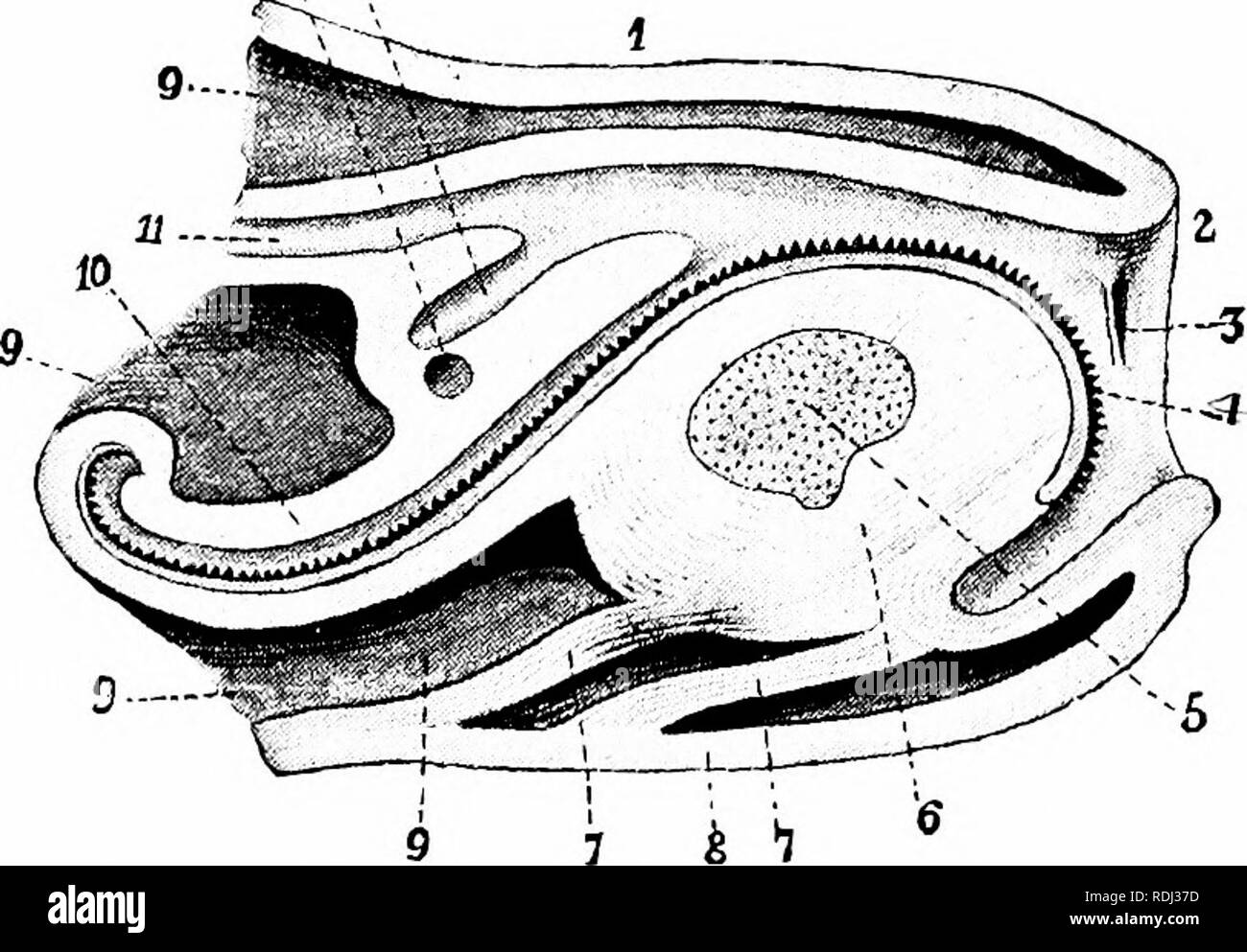 Elements of zoology, to accompany the field and laboratory study of animals. Zoology. ANATOMT AND PUTSIOLOGY OF MOLLUSCA 201 gardens, and even on live animals, including those of their own species. Elements of zoology, to accompany the field and laboratory study of animals. Zoology. ANATOMT AND PUTSIOLOGY OF MOLLUSCA 201 gardens, and even on live animals, including those of their own species.