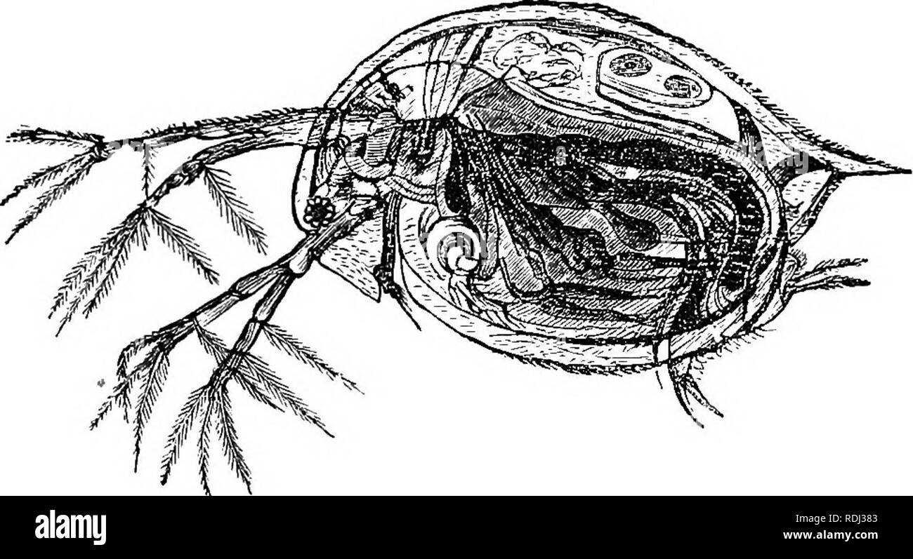 . Evenings at the microscope : or, researches among the minuter organs and forms of animal life. Microscopy; Microscopes; Medical microscopy. CRABS AND SHEIMPS. 20T quired a sufficient maturity to swim about and get their independent living. This receptacle—in -wliich you may see five or six eggs—is freely open to the surrounding water, which enters the slit edge of the shell, behind the tail. Per- haps you wonder why the eggs are not washed out by the respii-atory currents; they are in fact maintained in. DAPUNIA. their position only by a slender tongue-like projection from the back of the pa Stock Photo