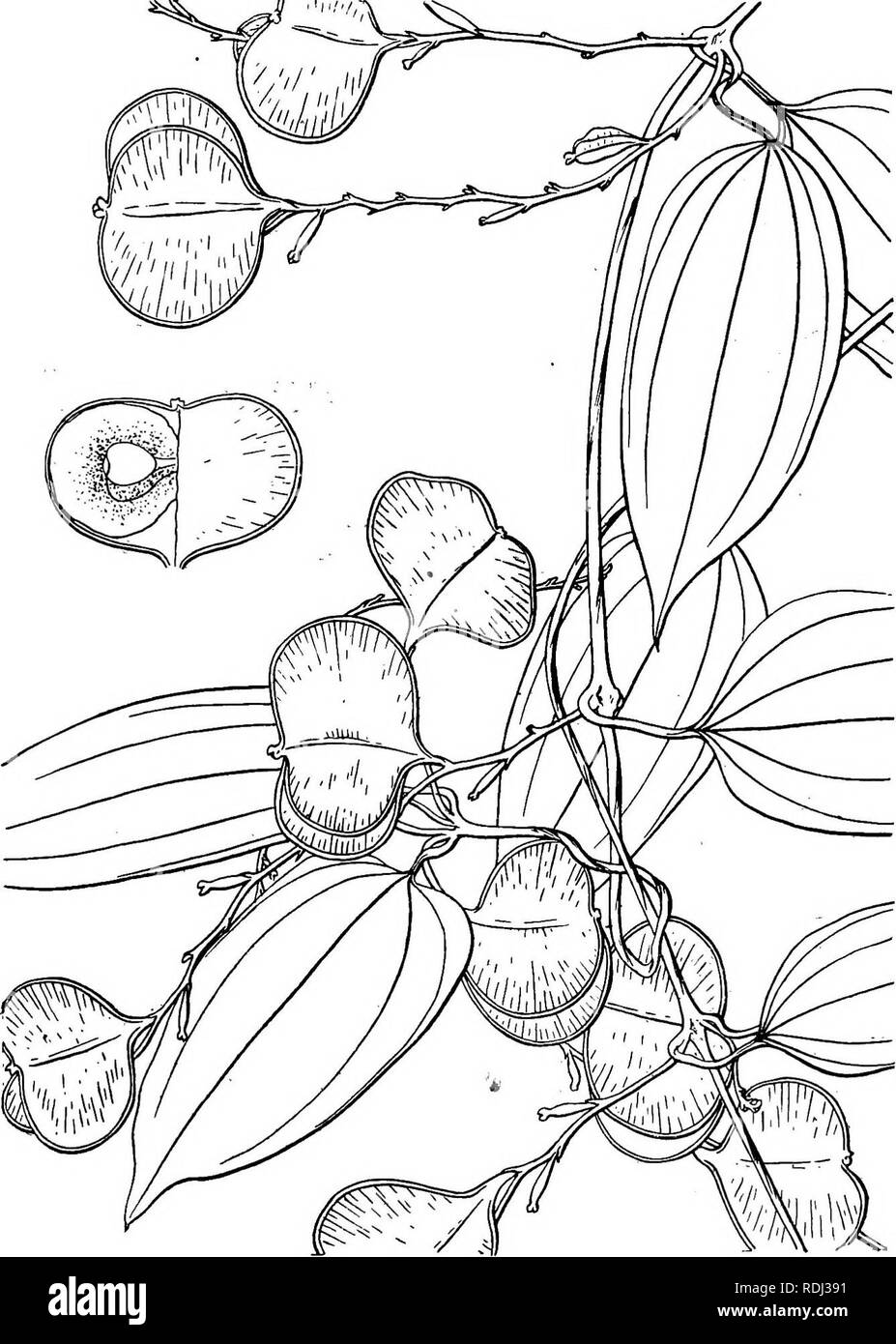 . Icones plantarum formosanarum nec non et contributiones ad floram formosanam; or, Icones of the plants of Formosa, and materials for a flora of the island, based on a study of the collections of the Botanical survey of the Government of Formosa. Botany. DIOSCOEEACEiE. 47. Fig. 25, Dioscorea tarokamsis Hatata.. Please note that these images are extracted from scanned page images that may have been digitally enhanced for readability - coloration and appearance of these illustrations may not perfectly resemble the original work.. Hayata, Bunzo?; Taiwan. Shokusankyoku. Taihoku, Pub. by the Burea Stock Photo