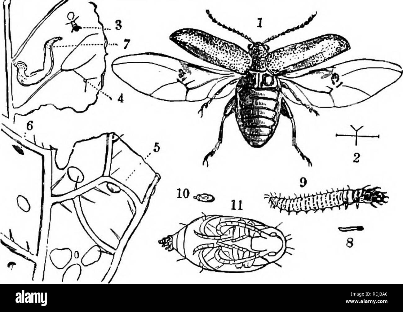 A Manual Of Elementary Zoology Zoology Insects 285 Insects The Change By Which A Larva Becomes An Adult Is Known As Its Metamorphosis The Adult Form Of An Insect Is