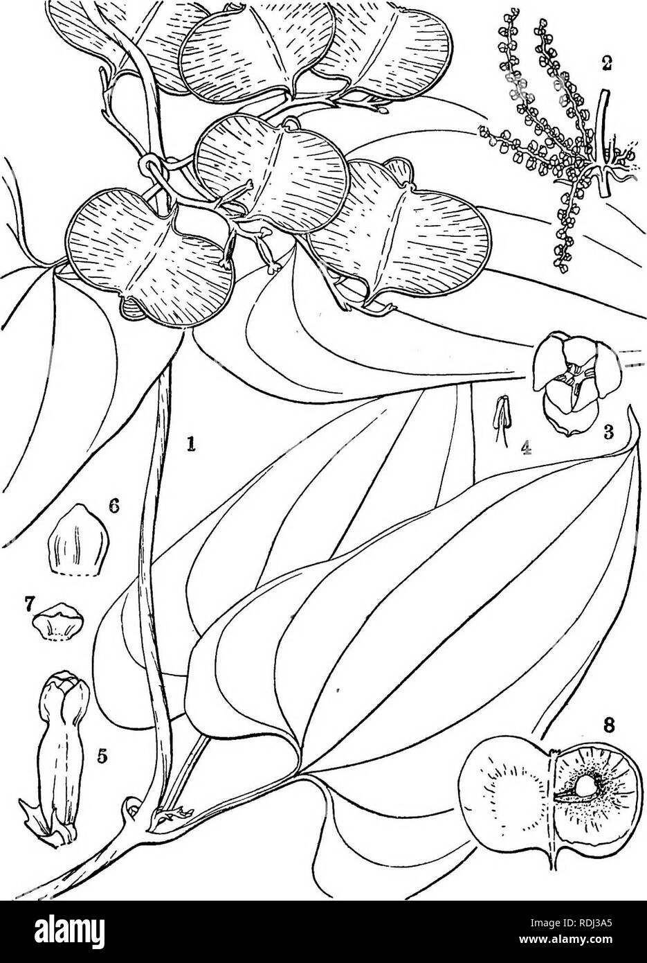 . Icones plantarum formosanarum nec non et contributiones ad floram formosanam; or, Icones of the plants of Formosa, and materials for a flora of the island, based on a study of the collections of the Botanical survey of the Government of Formosa. Botany. DIOSCOEEACEiE. 41. Fig. 21, Dioscorea pseudojapcr^ca Hatata; 1, a branch; 2, male inflorescence; 3, a male flower; 4, a stamen; 5, a female flower; 6, an outer segment of the same; 7, an inner segment of the same; 8, a capsule, one valve taken oflF, to show a seed.. Please note that these images are extracted from scanned page images that may Stock Photo