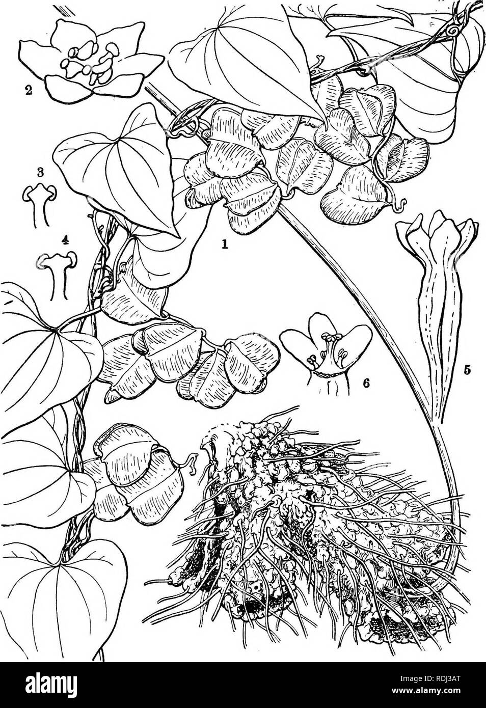 . Icones plantarum formosanarum nec non et contributiones ad floram formosanam; or, Icones of the plants of Formosa, and materials for a flora of the island, based on a study of the collections of the Botanical survey of the Government of Formosa. Botany. 38 DIOSCOEEACEffi.. Fig. 19, Dioscorea kelungensU Haxata ; 3, the plant; 2, ,i male flower; 3, 4, a stamen, seen from different sides; 5, a female flower; 6, apical portion of L femLle flower, partly taken off.. Please note that these images are extracted from scanned page images that may have been digitally enhanced for readability - colorat Stock Photo