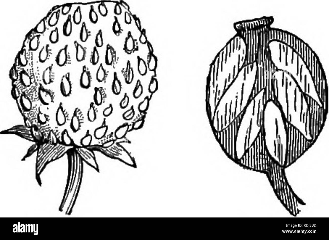 Etaerio hi-res stock photography and images - Alamy