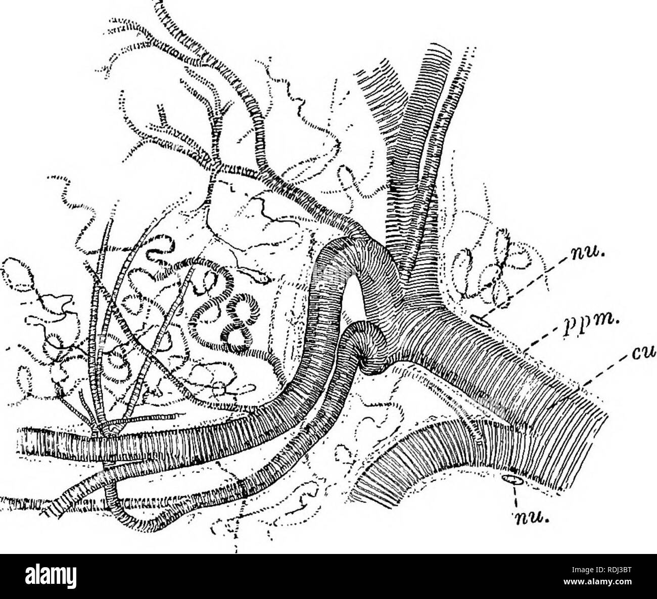 Sterna Insects . A manual of elementary zoology . Zoology. INSECTS 281 ninth abdominal ...
