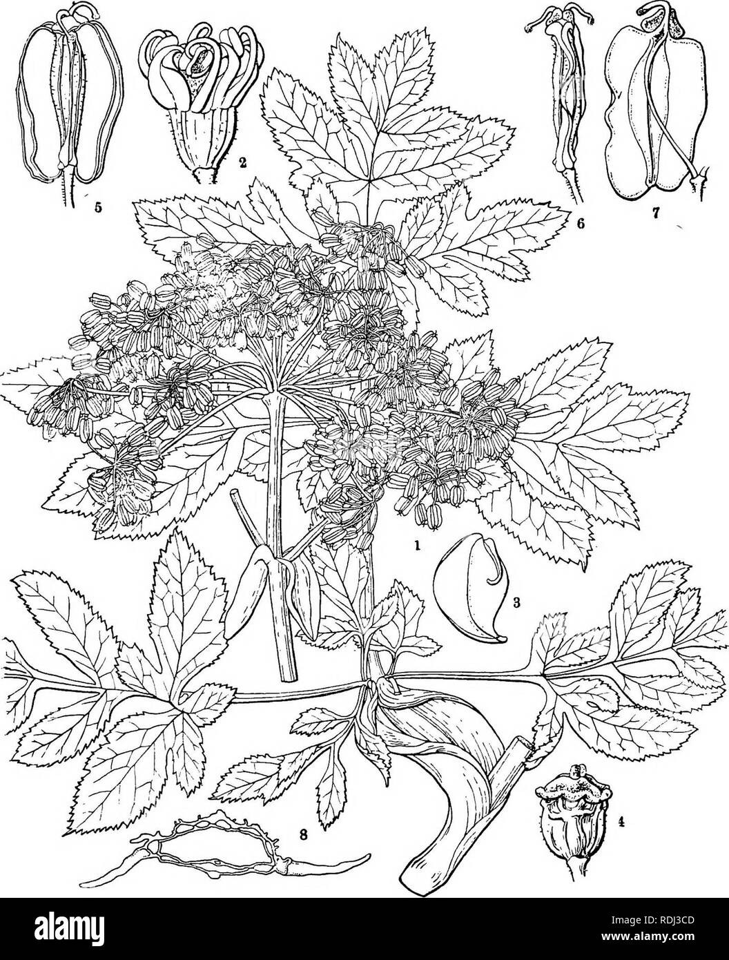 . Icones plantarum formosanarum nec non et contributiones ad floram formosanam; or, Icones of the plants of Formosa, and materials for a flora of the island, based on a study of the collections of the Botanical survey of the Government of Formosa. Botany. UMBELLIFEB^. 25. Fig. 14, Angelica formosana Bois.; 1, a bianoh x f; 2, a flower; 3, a petal; 4, a flower, petaJs taken off; 5, a fruit: 6, tlie same, seen from side; 7, a carpel, seen from -within; 8, section of a mature carpel.. Please note that these images are extracted from scanned page images that may have been digitally enhanced for re Stock Photo