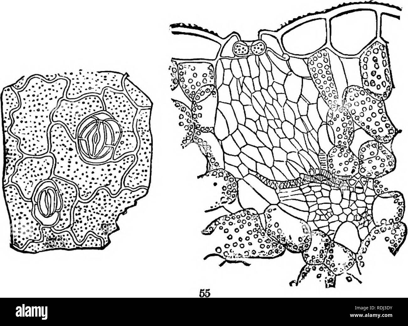 . Physiological botany; I. Outlines of the histology of phænogamous