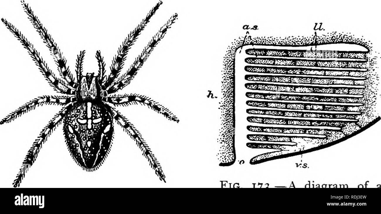 Centipedes group Black and White Stock Photos & Images Alamy