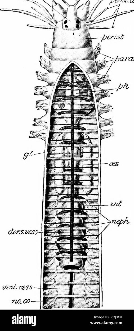 . Elements of zoology, to accompany the field and laboratory study of animals. Zoology. pra£si f^^ hal/^ y^:^^. Tie.co Fig. 161. — Semi-diagrammatic view of anterior part of body of Nereis with dorsal wall removed so as to show alimentary canal, oes, int; the septa ; blood-vessels (dors, vess, vent, vess.) ; and the nephridia (neph). Behind, intestine removed to show ventral blood-vessel and nerve cord (ne. co) ; gl, glands of esophagus ; para, swimming feet; perist, peristome ; perist. tent, tentacles of the peristome ; ph, pharynx and its jaws ; praest, part of head lying above mouth. From P Stock Photo