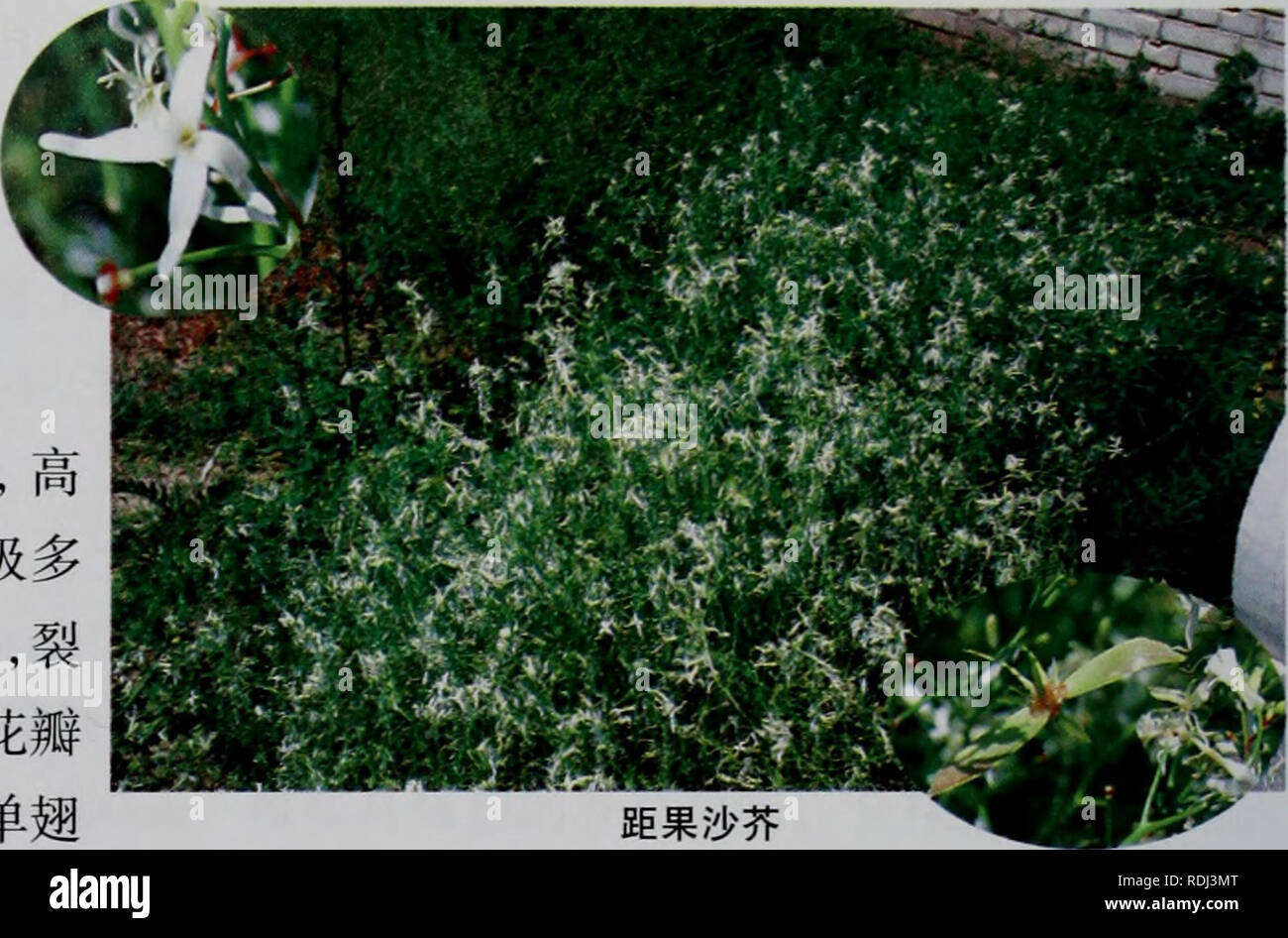 Calcaratum hires stock photography and images Alamy