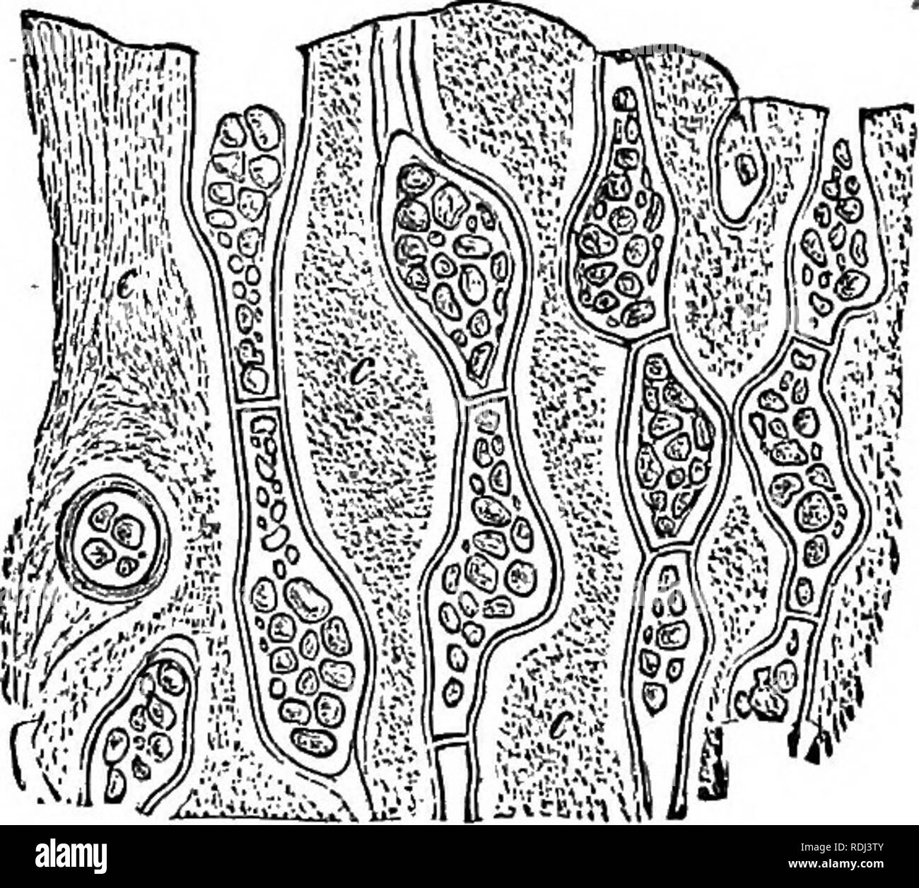 . Physiological botany; I. Outlines of the histology of phænogamous