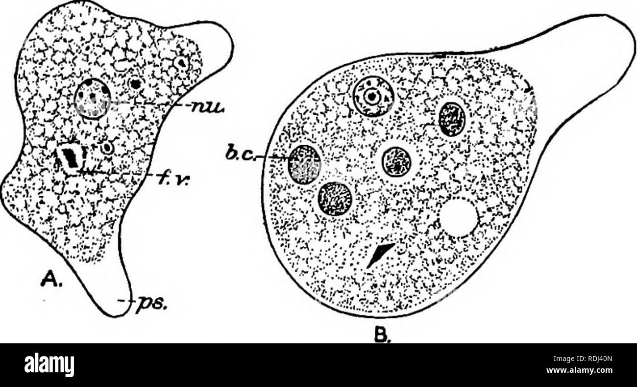 . A manual of elementary zoology . Zoology. THE PROTOZOA AS PARASITES OP MAN 145 In this the nucleus, after proceedings in which some of its chromatin is lost, while a large vacuole temporarily appears in the cytoplasm, forms eventually two nuclei while a cyst is being secreted around the body. The two nuclei in the cyst divide into eight. The ordinary Entamoeba die in the feces. So also do the cysts unless the feces dry, but in the latter case they are distributed as dust, and if they thus reach water or human food and are swallowed by a man the cysts germinate in the intestine of the new hos Stock Photo