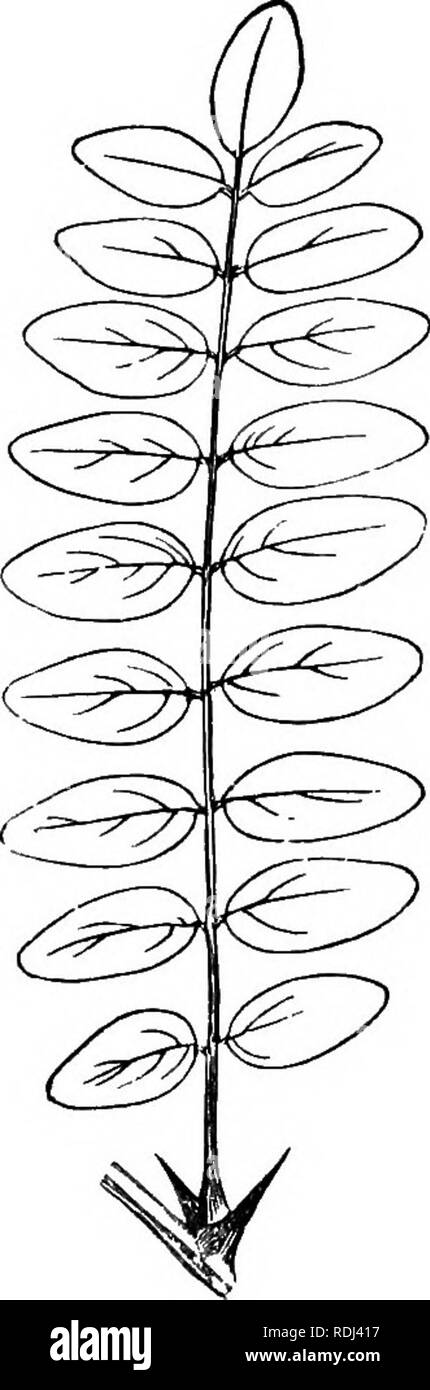 . Elementary botany : theoretical and practical. A text-book designed primarily for students of science classes connected with the science and art department of the committee of council on education . Botany. Compound Leaves 8i the extremity (fig. 129), and paripinnate, or equally pinnate, when the number of lobes present is even (fig. 130).. Please note that these images are extracted from scanned page images that may have been digitally enhanced for readability - coloration and appearance of these illustrations may not perfectly resemble the original work.. Edmonds, Henry. London and New Yor Stock Photo