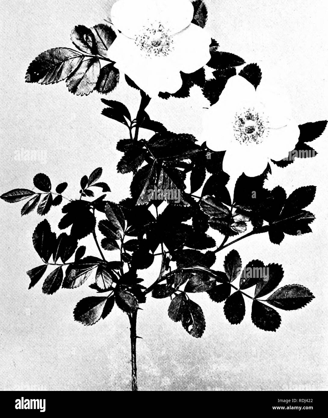 . Our northern shrubs and how to identify them : a handbook for the nature-lover . Shrubs. GLOSSY ROSE. Glossy Rose, Rosa lucida. Leaflets seven to nine. Flowers 2' to 2j^' across.. Please note that these images are extracted from scanned page images that may have been digitally enhanced for readability - coloration and appearance of these illustrations may not perfectly resemble the original work.. Keeler, Harriet L. (Harriet Louise), 1846-1921. New York : Charles Scribner's Sons Stock Photo