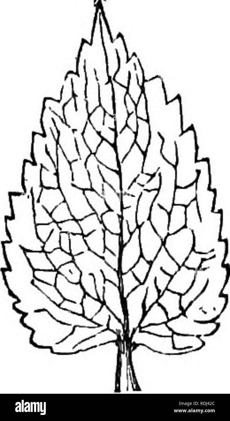 . Elementary botany : theoretical and practical. A text-book designed primarily for students of science classes connected with the science and art department of the committee of council on education . Botany. Fig. 122,- Orbicular leaf of Malva. rotundi- folia.. Fig. 123.—Cordate leaf of Lamiuin. AVhen the leaf is nearly round (fig. 122) it is orbicular or subrotund. When, as in the case of the Lamium (fig. 123), the leaf is somewhat hollowed out at the base, and pointed at the apex, so as to be roughly like a heart in a pack of playing cards, it is cordate or heart-shaped, and when the reverse Stock Photo