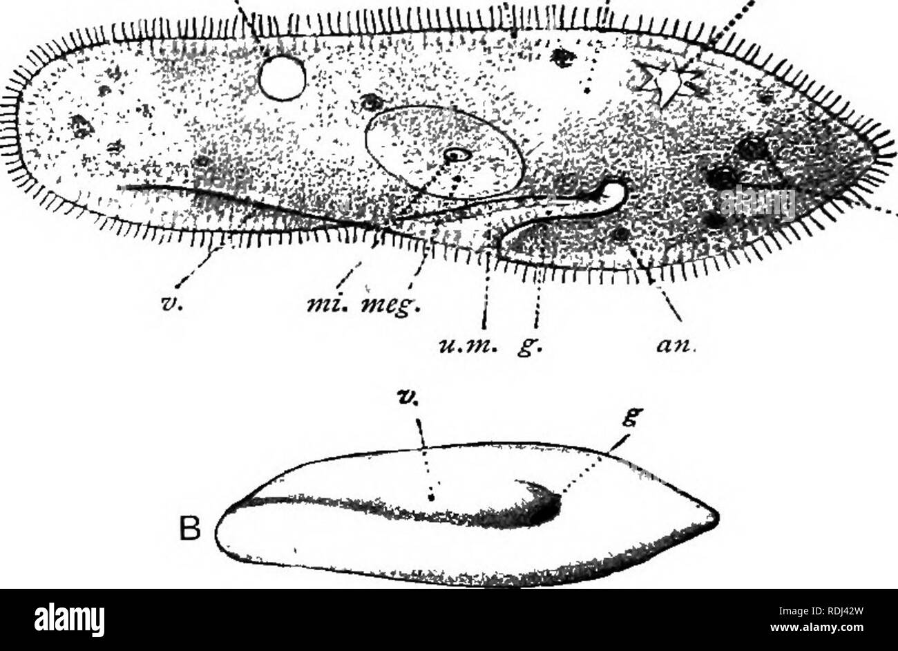Amoeba Paramecium Model Plastic