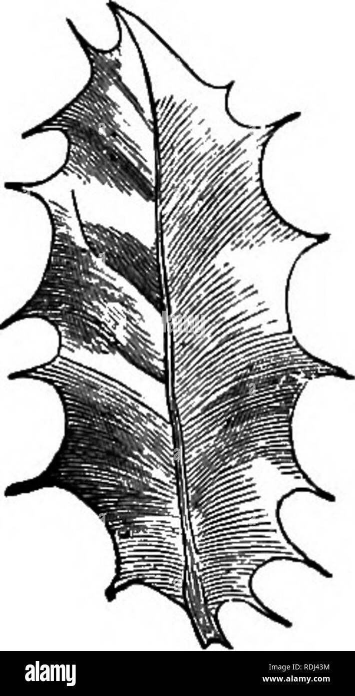 Leaf Incision Model . Elementary botany : theoretical and practical. A text-book designed ...