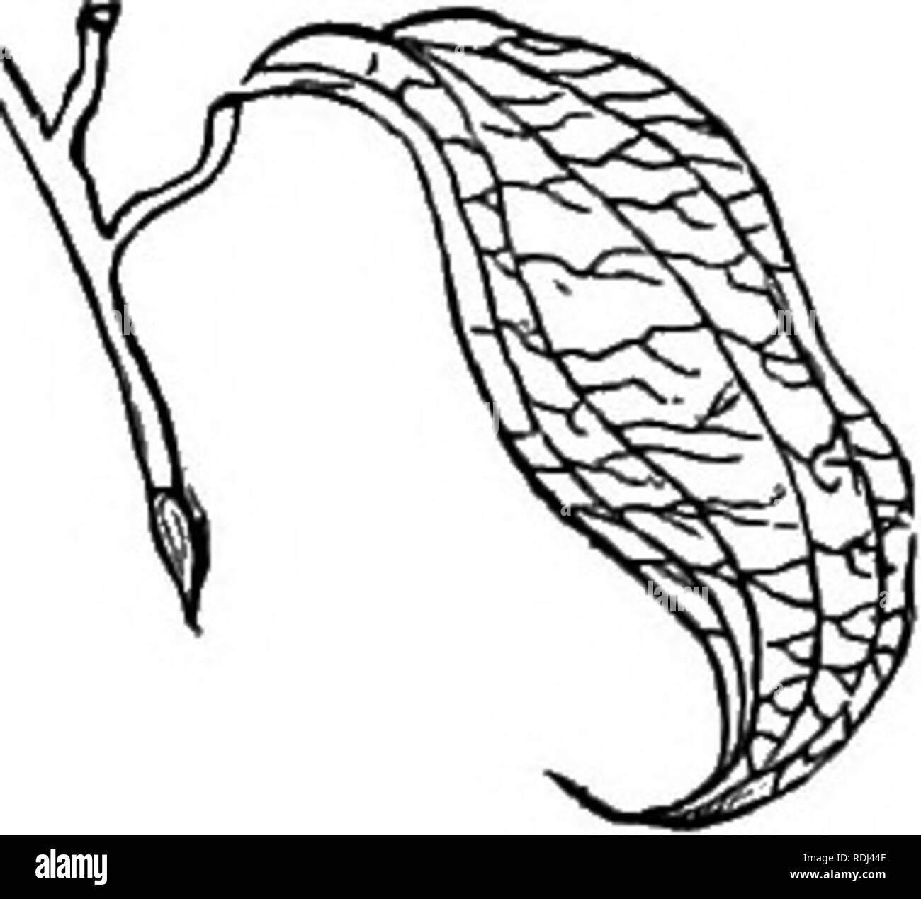 Palmate Venation Hi res Stock Photography And Images Alamy