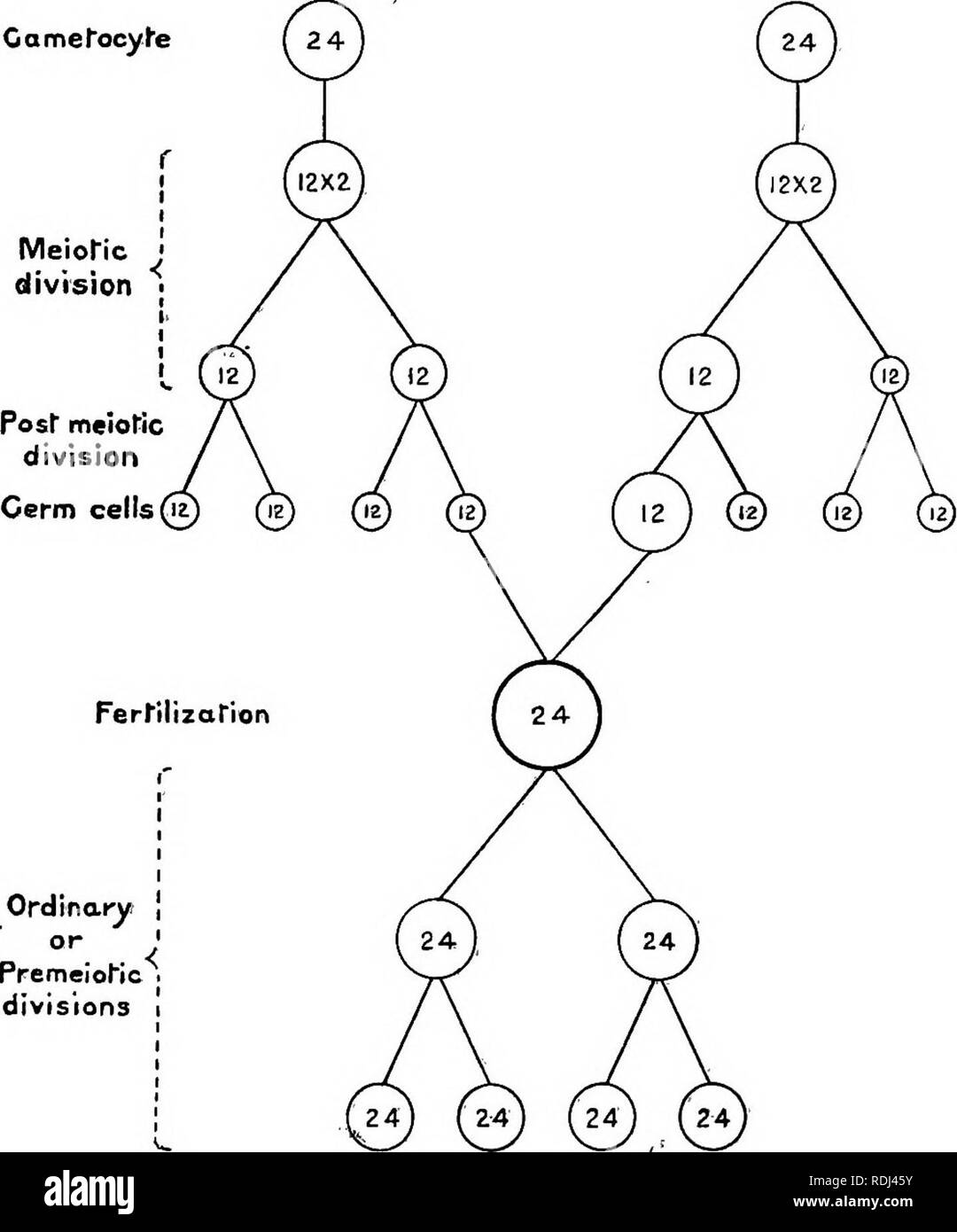 what is the purpose of the second meiotic division