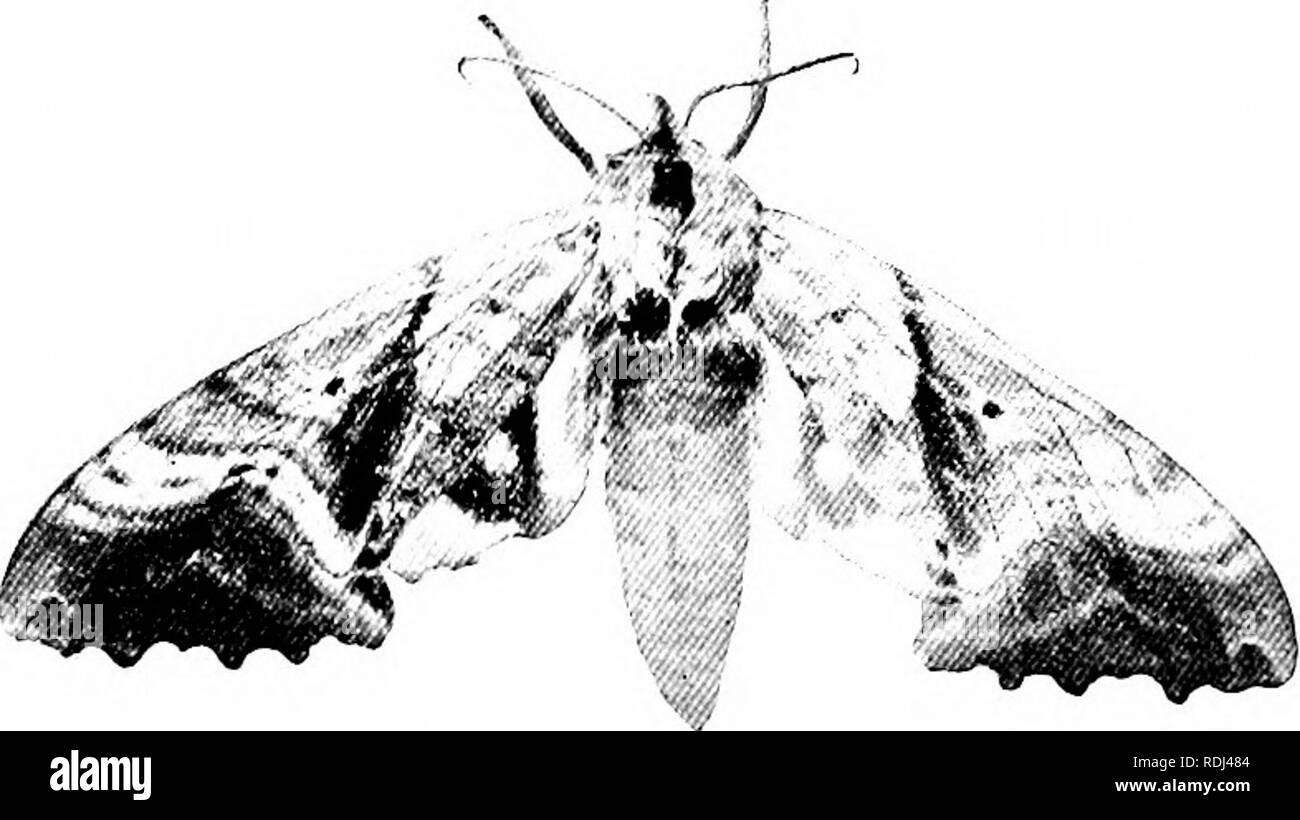 . Elements of zoology, to accompany the field and laboratory study of animals. Zoology. THE BrrTEHFLY 41 having numerous round and triangular silvery spots on the under side of the hind wing. The Spring Azures (LyciBnas') include small satin or steel- blue species which exhibit marked seasonable pcjljanorphism; the Coppers, orange-red or brown species ; and the hair-sti'eaks, or Theclas,- small, brown butterflies usually with two tails to the hind wing. The Hawk-moths (Sphingidie â '') fly swiftlj^ and powerfully, and as they hover over flowers at dusk can hardly Ije distinguished from humming Stock Photo