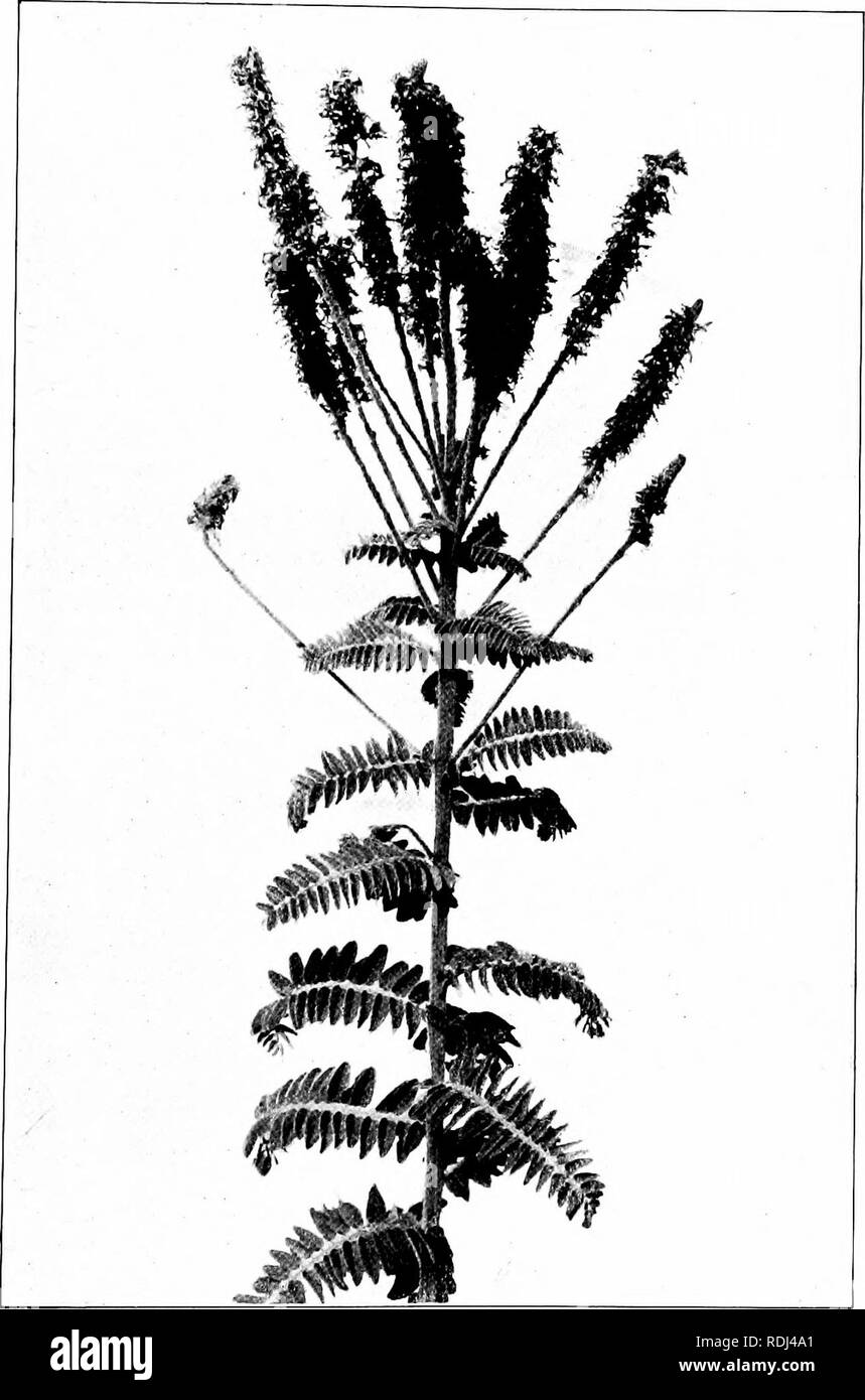 . Our northern shrubs and how to identify them : a handbook for the nature-lover . Shrubs. LEAD PL.rt.NT. Lead Plant, Amorpha canescens. 183720 tf to V lonfi. Leaflets ^' to yA' long. Flower spikes 2' to 7' lonir. Please note that these images are extracted from scanned page images that may have been digitally enhanced for readability - coloration and appearance of these illustrations may not perfectly resemble the original work.. Keeler, Harriet L. (Harriet Louise), 1846-1921. New York : Charles Scribner's Sons Stock Photo