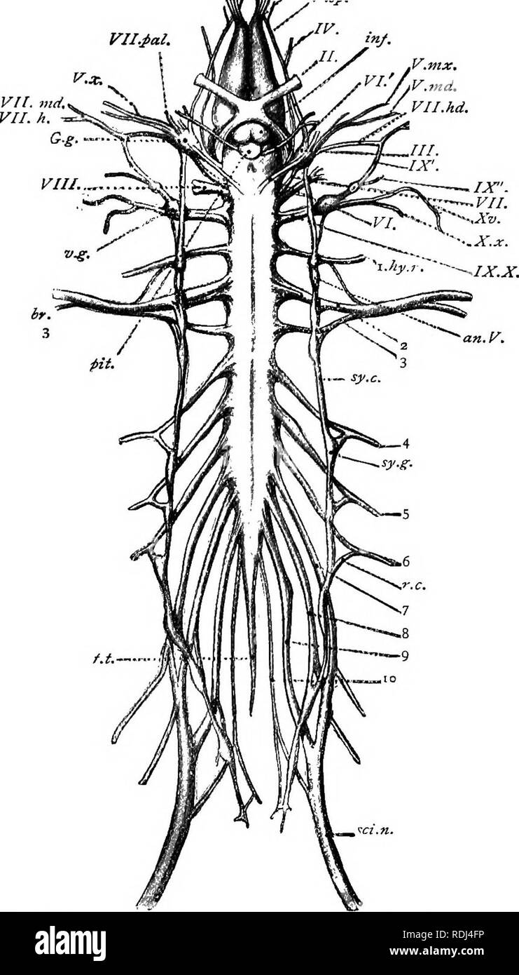 A Manual Of Elementary Zoology Zoology V Mx V Md Vll Hd Fig 36 The Central Nervous System And Principal Nerves Of A Frog Seen From Below Partly After Ecker Tt X Cranial Nerves 1 10