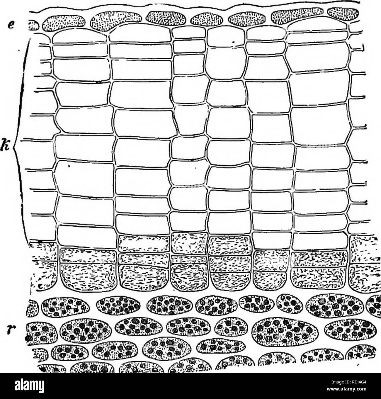 Cork cambium Black and White Stock Photos & Images Alamy