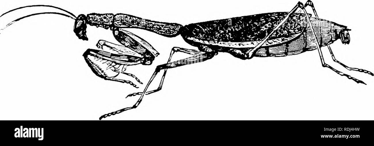 . Elements of zoology, to accompany the field and laboratory study of animals. Zoology. 18 ZOOLOGY hide during the day under stones or debris of the seashore, or in flowers on which tl:iey feed. Those that hide in debris feed. Fig. 11. — Phasmomanfis Carolina. Prajdng-mantis of southern United States. Nat. size. Copied from Packard. on living and dead animals and plants found there. They either crawl about or fly during the night. The name &quot; ear- wig &quot; seems to have arisen from an unwarrantable be- lief that these insects pen- etrate into the ears of IDcrsons who are asleep. The walk Stock Photo