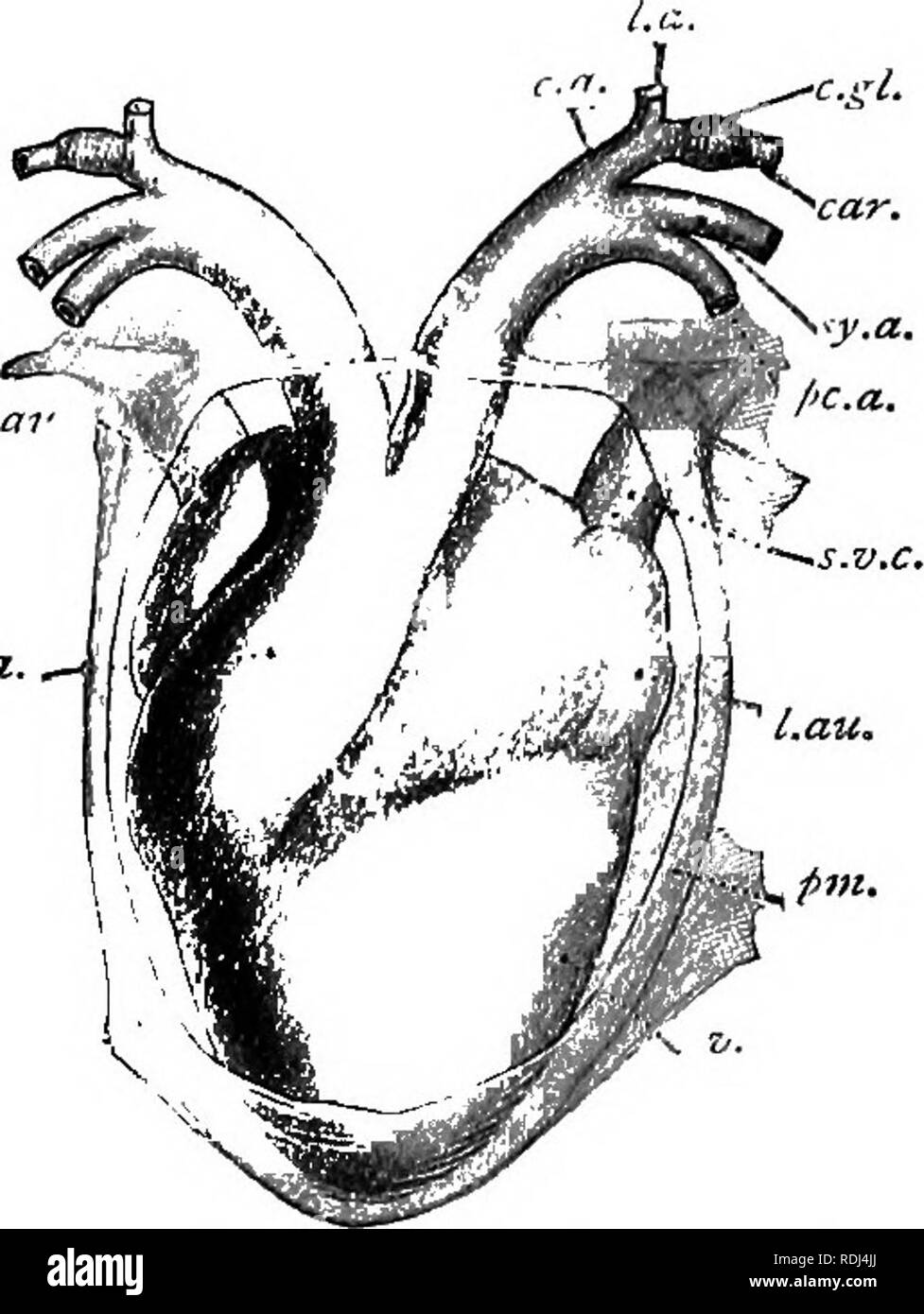 . A manual of elementary zoology . Zoology. 52 MANUAL OF ELEMENTARY ZOOLOGY tr.a.   concerned in the preparation of nitrogenous waste matters for excretion. Its removal is not fatal. The fat bodies are two orange-coloured tufts of flattened processes, attached in front of the ovary or testis to the dorsal wall of the body cavity. They consist of fatty tissue (see p. 97) which, like the reserves in the liver, increases during the summer and decreases during the winter sleep, when it is being drawn upon for nourishment, particularly in the preparation of germ cells for breeding in the spring. Th Stock Photo