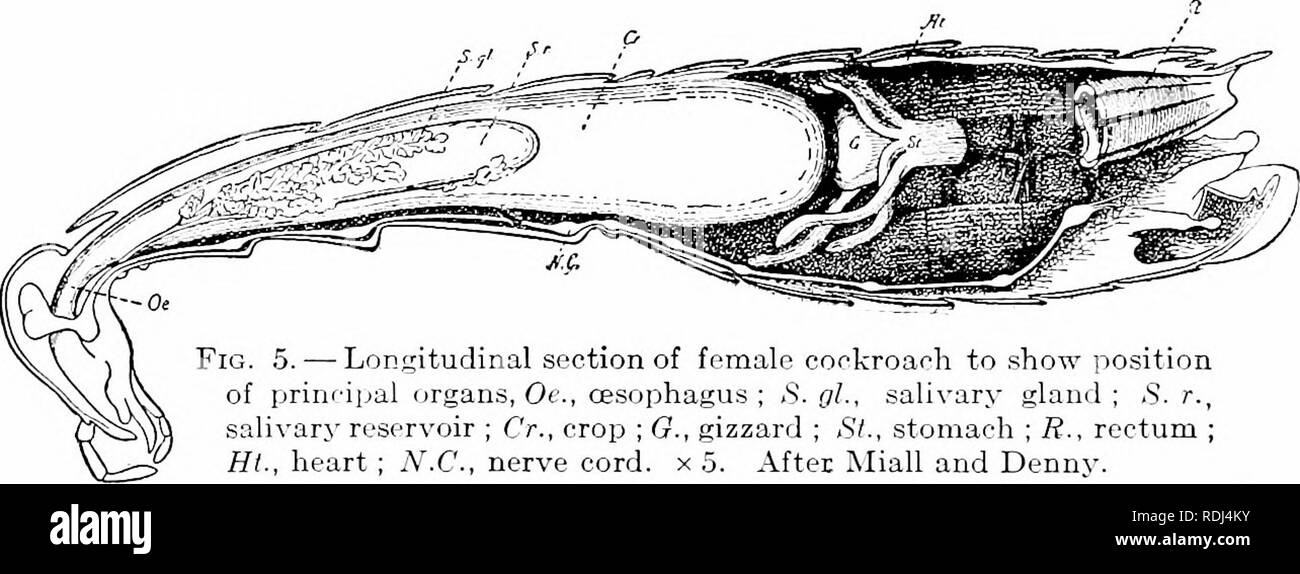 . Elements of zoology, to accompany the field and laboratory study of animals. Zoology. 6 ZOOLOGY particular kind of work (cf. Fig. 5). The food of the cricket consists of various sorts of animal and vegetaljle debris, — old fragments of meat, pieces of cloth or paper, fallen fruit, etc. Bits of suitaljle size are torn off by the mandibles and carried to the gullet, where they are wet bj- the saliva. They then pass into the crop, an enlarged part of the tube, where the hard food is held and worked over until it is softened by various juices secreted by the glands. The food then passes. Fig. .5 Stock Photo