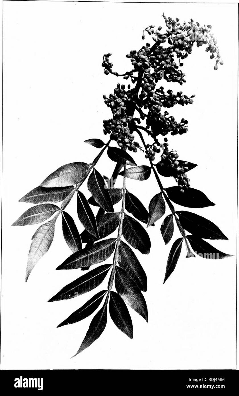 . Our northern shrubs and how to identify them : a handbook for the nature-lover . Shrubs. muUNTAIN SUMACH. Mountain Sumach, Rhus copallina. Leaflets 3' to 5' long.. Please note that these images are extracted from scanned page images that may have been digitally enhanced for readability - coloration and appearance of these illustrations may not perfectly resemble the original work.. Keeler, Harriet L. (Harriet Louise), 1846-1921. New York : Charles Scribner's Sons Stock Photo