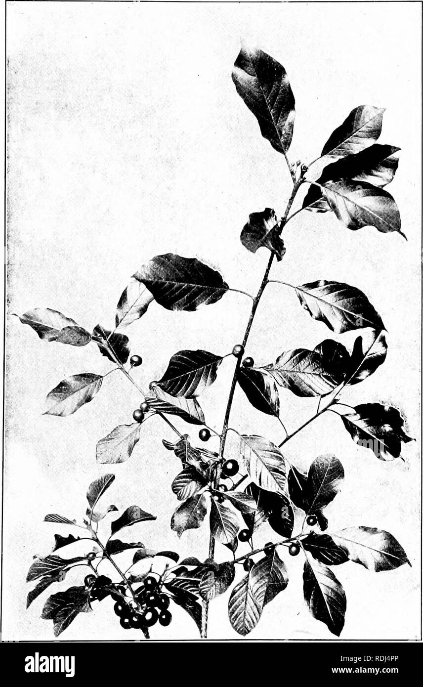 . Our northern shrubs and how to identify them : a handbook for the nature-lover . Shrubs. ALDER BUCKTHORN. Alder Buckthorn, Rhamnus frangula. Leaves V*' to i' lone.. Please note that these images are extracted from scanned page images that may have been digitally enhanced for readability - coloration and appearance of these illustrations may not perfectly resemble the original work.. Keeler, Harriet L. (Harriet Louise), 1846-1921. New York : Charles Scribner's Sons Stock Photo