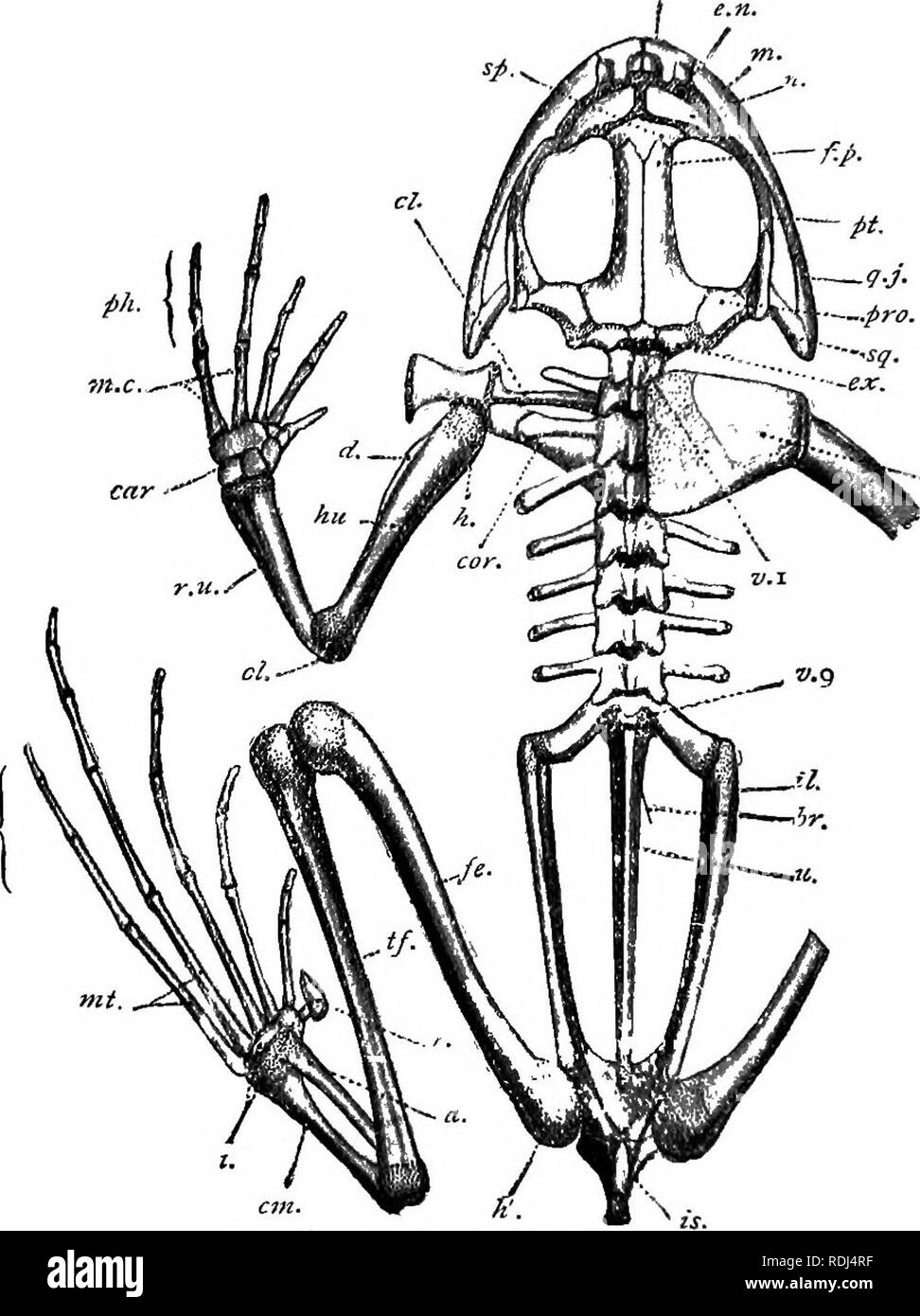 frog humerus diagram