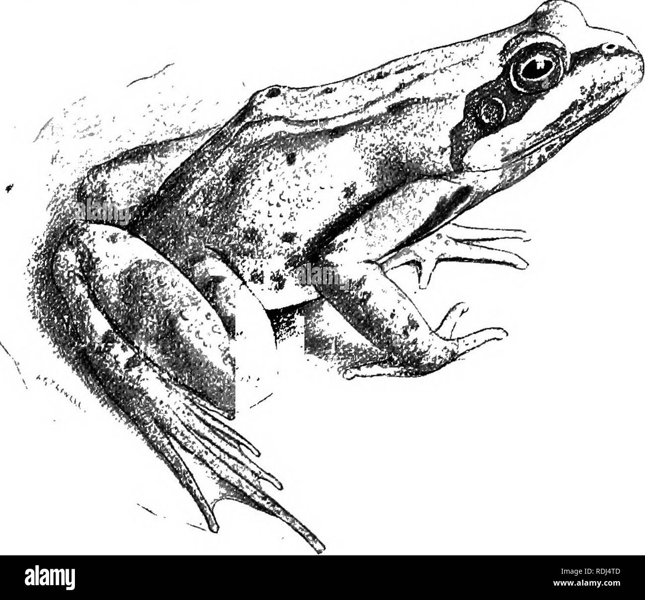 . A manual of elementary zoology . Zoology. FROG EXTERNAL FEATURES AND