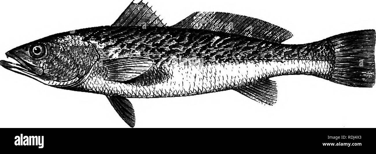The American Angler S Book Embracing The Natural History Of Sporting Fish And The Art Of Taking Them With Instructions In Fly Fishing Fly Making And Rod Making And Directions For Fish Breeding To Which Is
