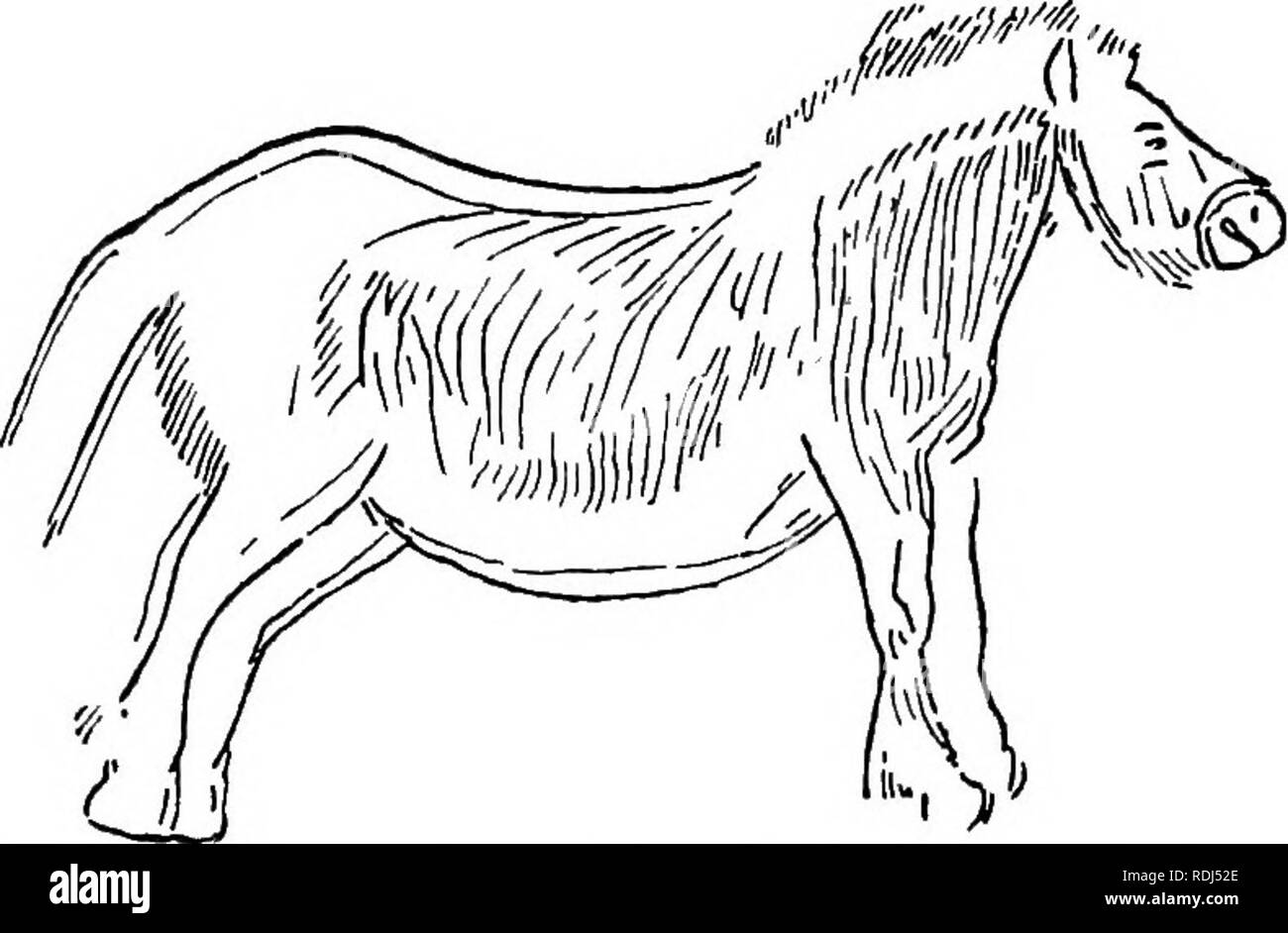 . Secrets of earth and sea. Science; Natural history; Archaeology; Art, Primitive. Fig. II.—Horse (wall engraving), cave of Marsoulas, Haute Garonne. The drawing suggests the Southern less heavy breed as compared with Figs. Ii and 12.. Fig. 12.—Horse (wall engraving) outlined in black, cave of Niaux (Arifege).. Please note that these images are extracted from scanned page images that may have been digitally enhanced for readability - coloration and appearance of these illustrations may not perfectly resemble the original work.. Lankester, E. Ray (Edwin Ray), Sir, 1847-1929. London, Methuen &am Stock Photo