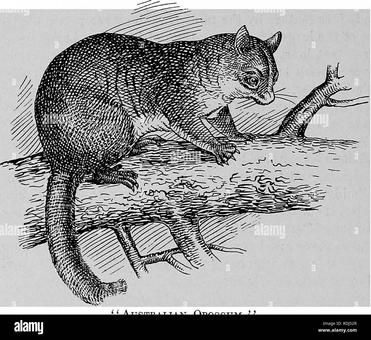 Opossum phalanger hires stock photography and images Alamy