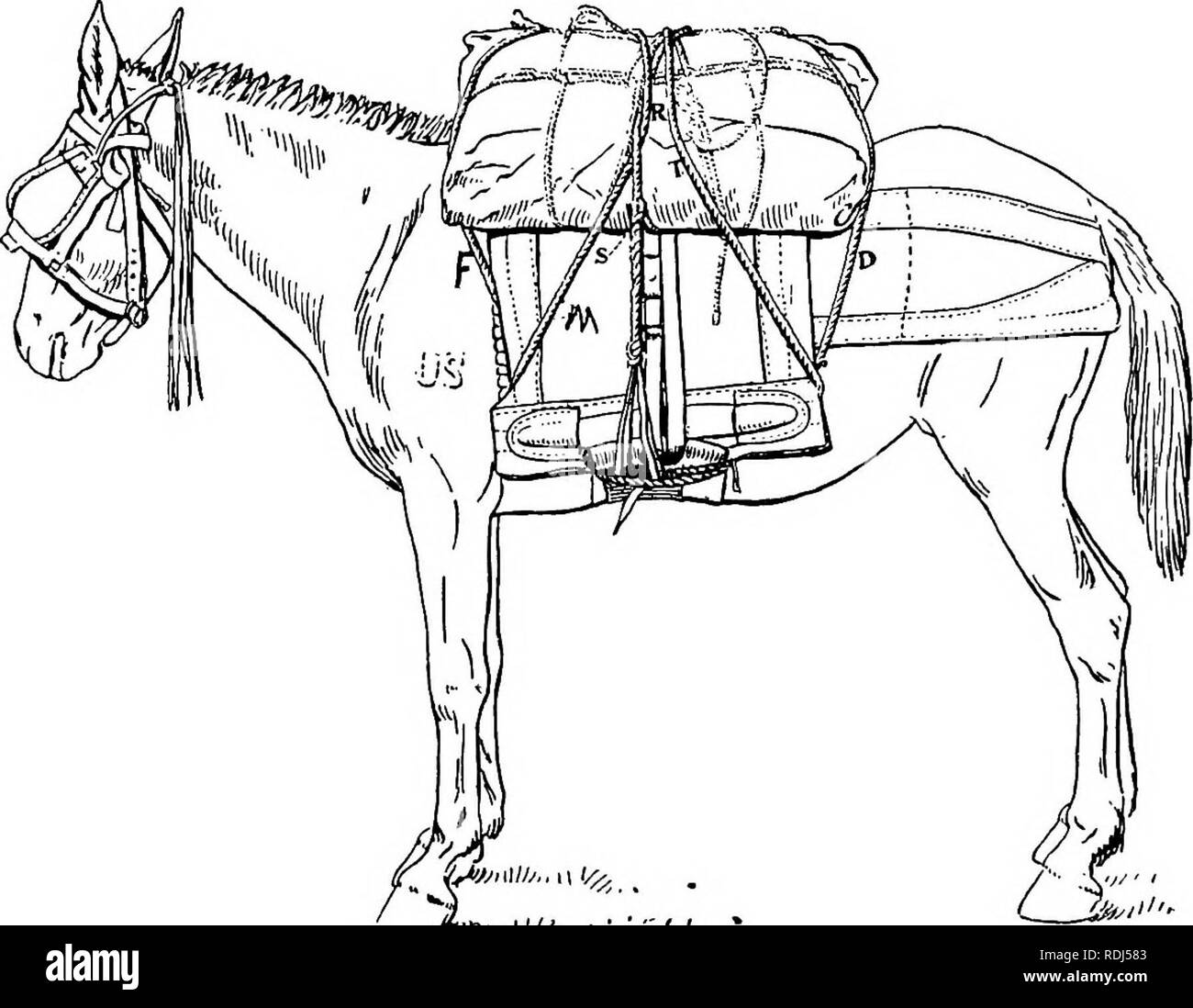 Pack mule operation Black and White Stock Photos & Images - Alamy