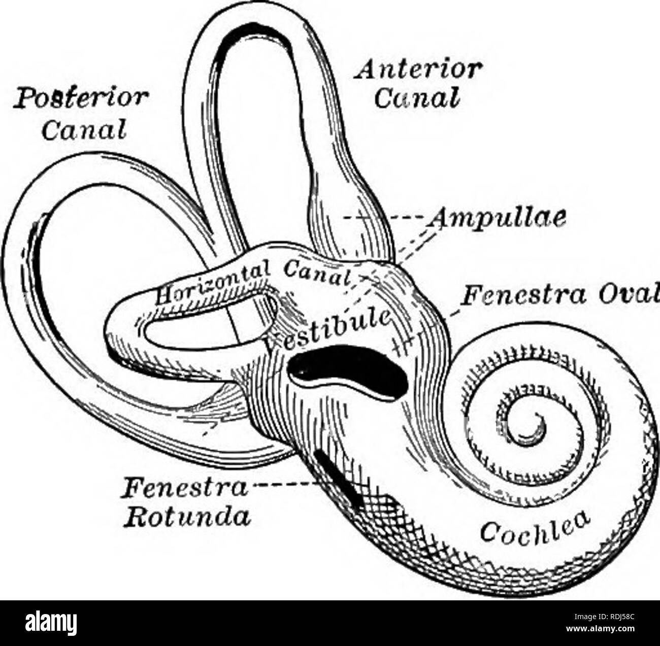 Stirrup bones Black and White Stock Photos & Images Alamy