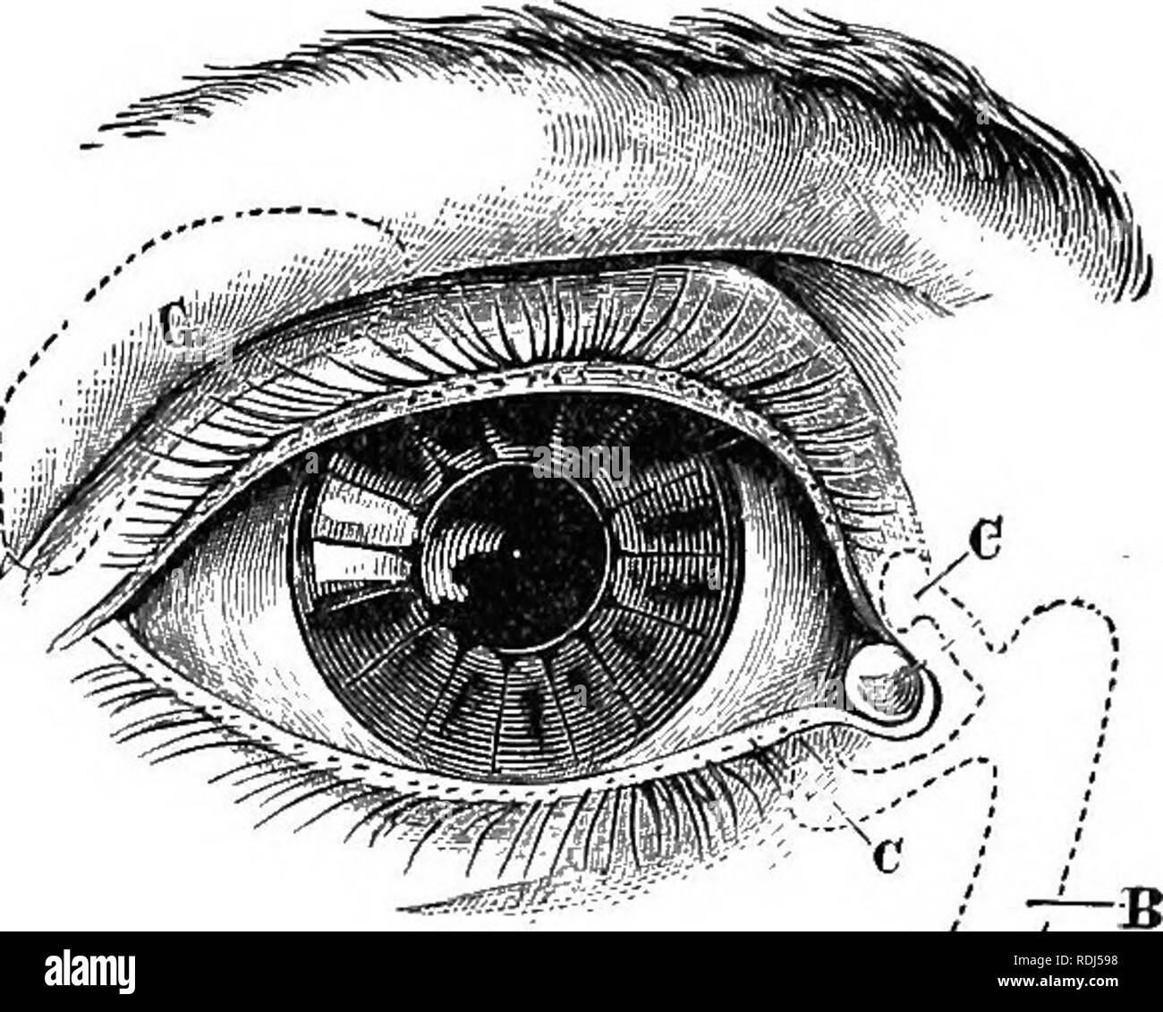 . A textbook in general physiology and anatomy. Physiology