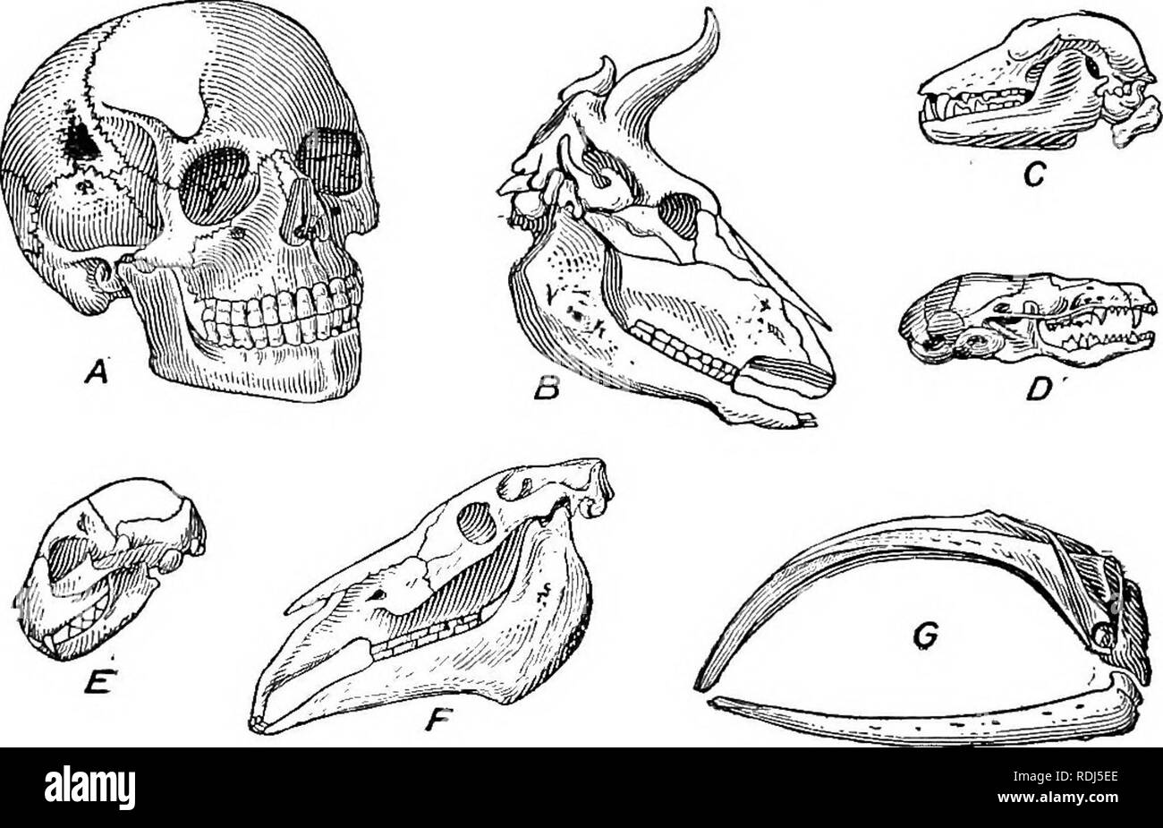 A text-book in general physiology and anatomy. Physiology, Comparative;  Anatomy. 262 SKELETONS OP THE LOWER ANIMALS bones are modified to serve  different uses. Nature's economy in this respect is remarkable. For
