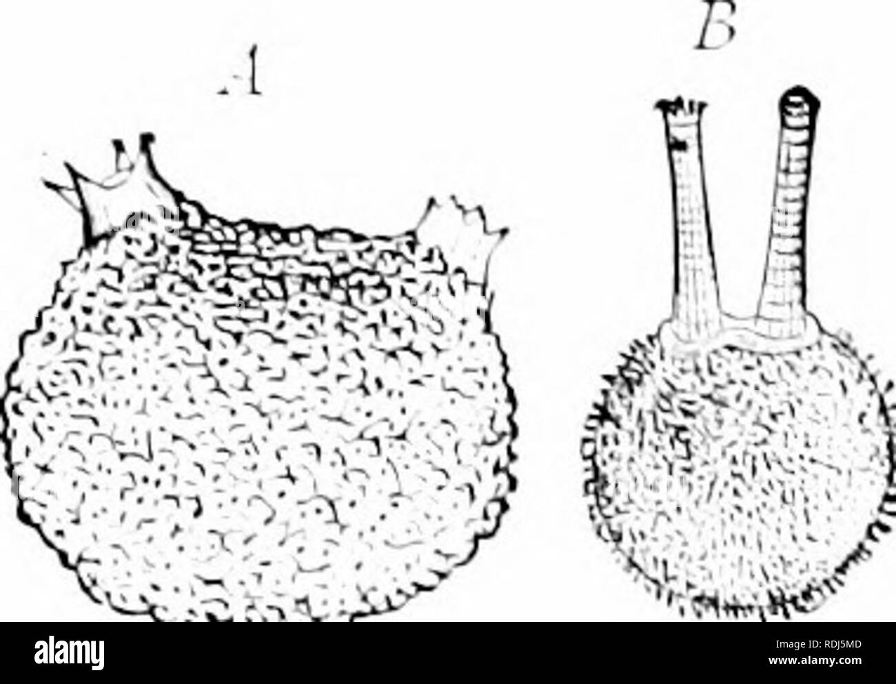 . A manual of zoology. Zoology. FiC'. 500.â^)e^&quot;e]oylment of an Ascidian (after KuplTcr and Ko&quot;ali: larva, just hatchcil; 2, eross-section through the tail of a shghtly younger lar^â a; younger stage, formation of notoehord and nervous system; 4. anterior end of just before attaehment. (r, PJidllusui moilula: ;, 4, iV;. iiiiiminUhjIti.) ,111. notoehord; f/. tiniie; (/. digesti-e traet; &lt;/', its niUriti&quot;e, (/'', its respirat(^r' (hi atrial esiele; ck. eetoderm; rn, entoderm; //, brain; /. oral in&quot;agination; in, nui tail; II, neural lube; hi', ncurentcrie eanal; 0, Stock Photo