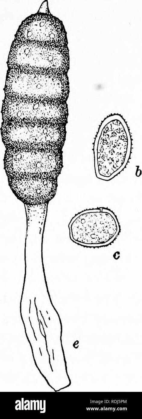 . Fungous diseases of plants : with chapters on physiology, culture methods and technique . Fungi in agriculture. PROTOBASIDIOMYCETES 431 produced in short chains and measure 24-28 x 18-21 fj, (Fig. 210,b). The uredesori occur on the under surface of the leaf. They are somewhat lighter colored than the casoma and are constantly inclosed by paraphyses. Individual spores are about the same in size and form, however, as the previous type (Fig. 210, c). In the same sori with the latter may be produced also the teleutospores,. Please note that these images are extracted from scanned page images tha Stock Photo