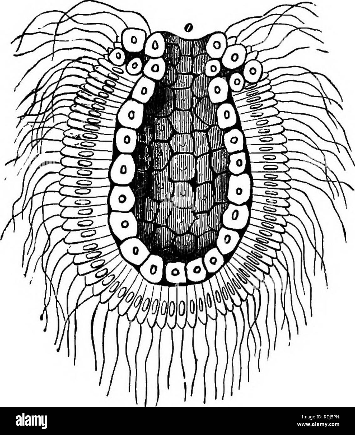 . The doctrine of descent and Darwinism. Evolution. EARLIEST CONDITION