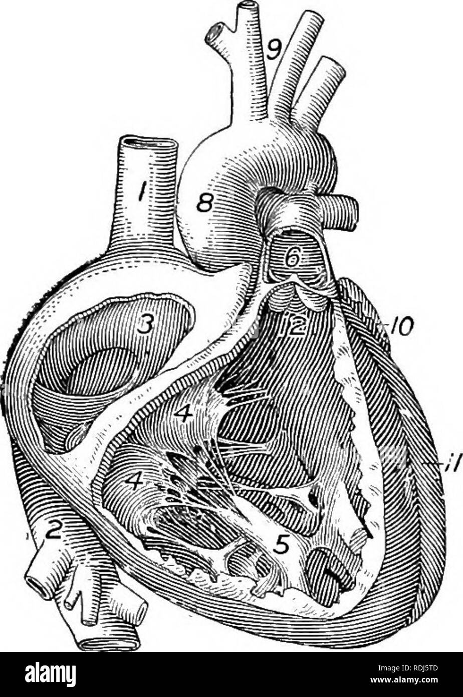 . A text-book in general physiology and anatomy. Physiology, Comparative; Anatomy. 184 CIECULATION on the surface. The two flaplike auricles at the top of the heart are separated from the ventricles by a deep groove, Mhile a shallow furrow marks the division of the right and left ventricles, and the position of the septum. On the outside may also be seen a number of large blood vessels which extend from the top of the heart. In addition to these there are smaller blood vessels (the coro- nary system) which branch over the surface of the heart and supply it with blood. The outside is also more  Stock Photo