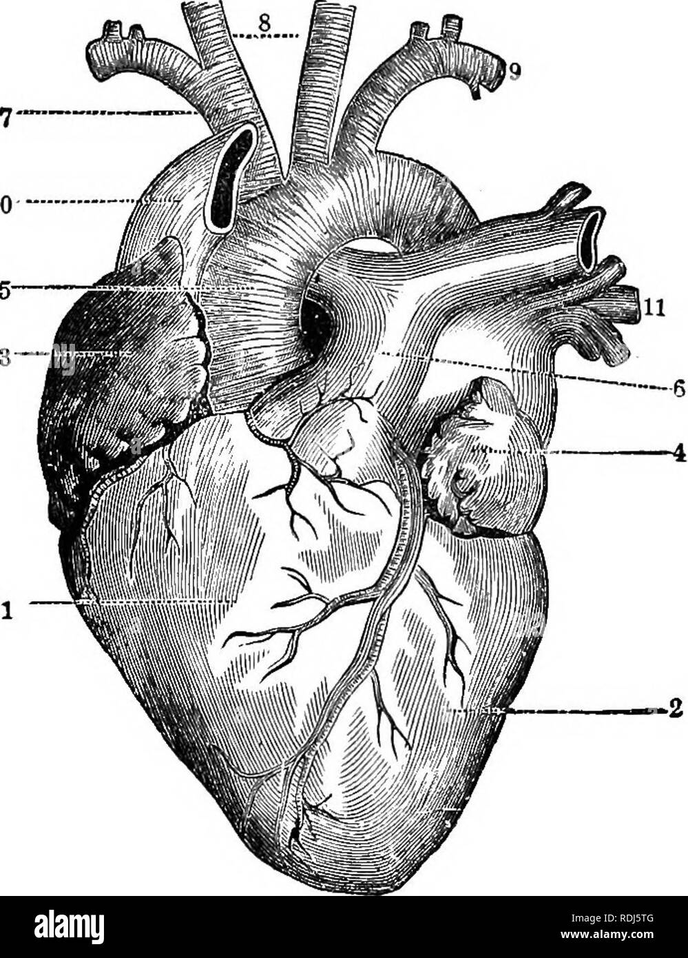 . A text-book in general physiology and anatomy. Physiology, Comparative; Anatomy. EXTERNAL ANATOMY OF THE HEART 183 10— ventricles. In the partition between the right auricle and right ventricle is an opening guarded by a three-cornered valve known as the tricuspid valve. The left auricle and left ventricle communicate by a similar opening, and the valve which guards this opening is called the mitral valve from its resemb- lance to a miter. The auricles re- ceive the blood from' veins, and this blood passes from the auricles into the ventri- cles through the, valves. The ven- tricles in turn, Stock Photo