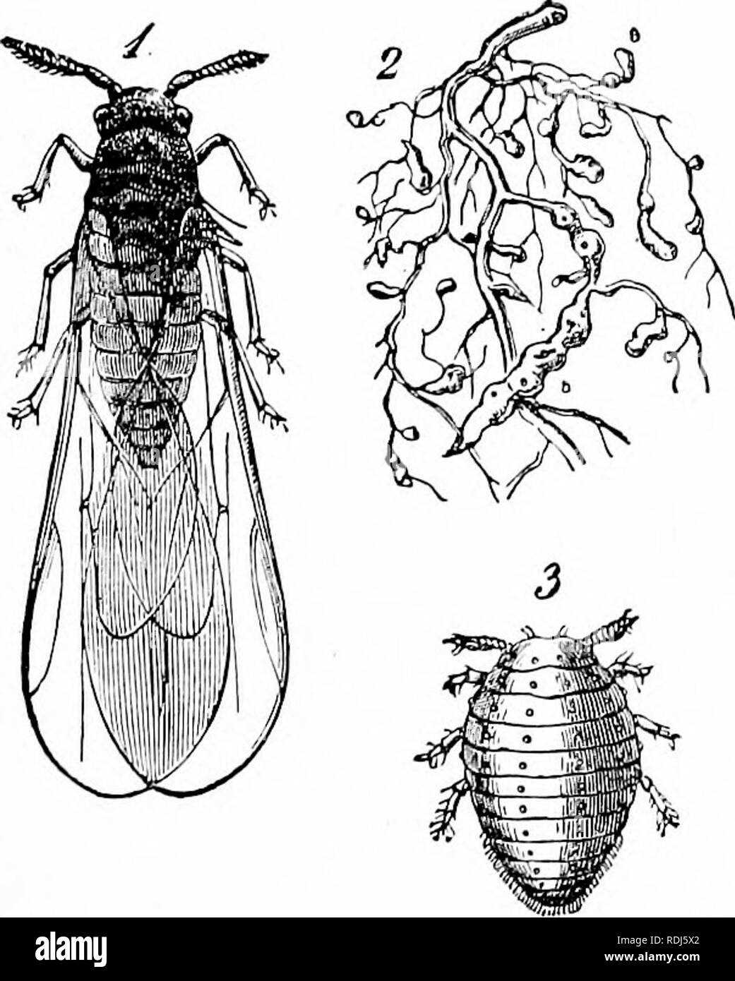 . A manual of zoology. Zoology. s^ Fig. 480. 4S1. Fig. 480.—Cicada septendecim* seventeen year locust (from Riley), a, pupa; b, pupa case from which the imago, c, has escaped; d, twig bored for oviposition. Fig. 481.—Ceresa bubalus* buffalo leaf hopper (after Marlatt),. Fig. 482.. Please note that these images are extracted from scanned page images that may have been digitally enhanced for readability - coloration and appearance of these illustrations may not perfectly resemble the original work.. Hertwig, Richard, 1850-1937; Kingsley, J. S. (John Sterling), 1854-1929, ed. and tr. New York, H. Stock Photo