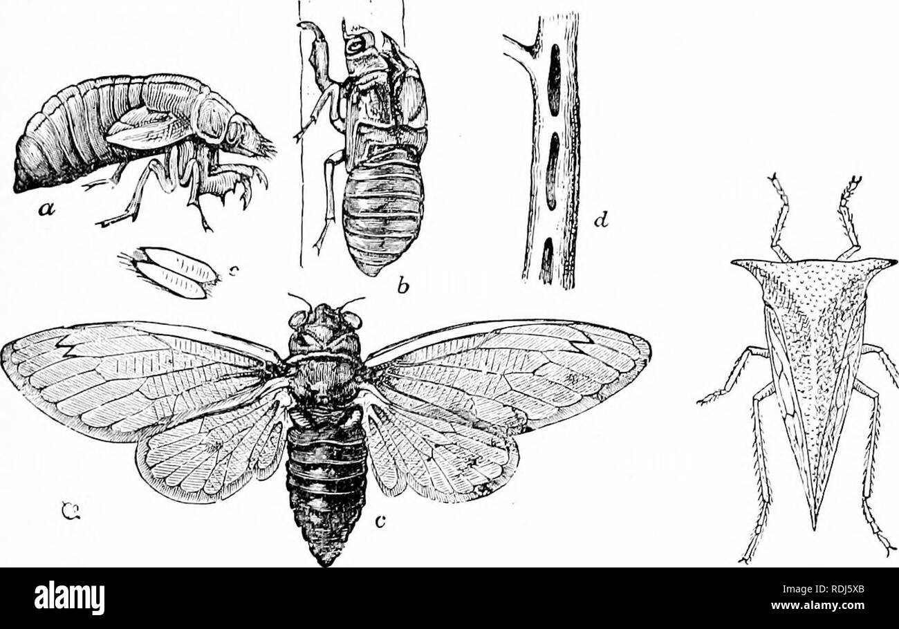 . A manual of zoology. Zoology. IV. INSECTA; HEXAPODA, RHYNCHOTA 429. s^ Fig. 480. 4S1. Fig. 480.—Cicada septendecim* seventeen year locust (from Riley), a, pupa; b, pupa case from which the imago, c, has escaped; d, twig bored for oviposition. Fig. 481.—Ceresa bubalus* buffalo leaf hopper (after Marlatt),. Please note that these images are extracted from scanned page images that may have been digitally enhanced for readability - coloration and appearance of these illustrations may not perfectly resemble the original work.. Hertwig, Richard, 1850-1937; Kingsley, J. S. (John Sterling), 1854-192 Stock Photo
