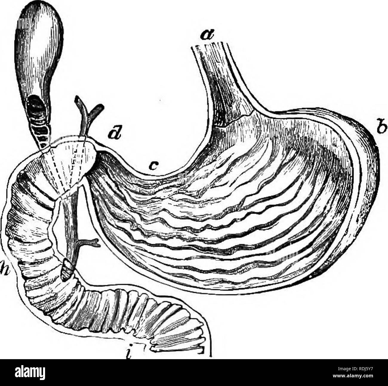 . A textbook in general physiology and anatomy. Physiology, Comparative; Anatomy. 112 DIGESTION