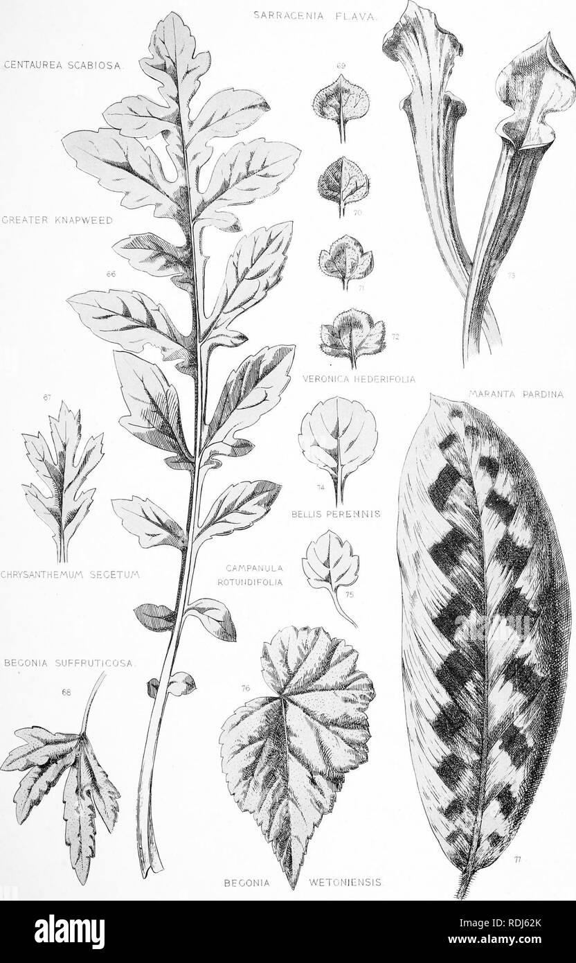 . Plants, their natural growth and ornamental treatment. Decoration and ornament; Plants in art; Plants. Plants, their NaturalCrowth and Ornamental Treatment, BY F Edward Hulme, ELS, PLATE V centaurea scabiosa GREATER KNAPWEED. Marcus Ward &amp; Co, London &amp; Belfast,. Please note that these images are extracted from scanned page images that may have been digitally enhanced for readability - coloration and appearance of these illustrations may not perfectly resemble the original work.. Hulme, F. Edward (Frederick Edward), 1841-1909. London, Belfast, Marcus Ward &amp; Co. Stock Photo